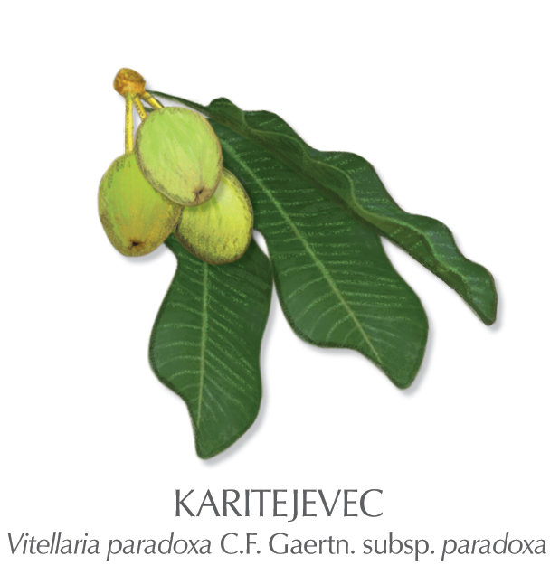 Karitejevo maslo.