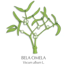 Bela omela zdravilni čaj, 150 g