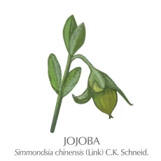 Jojobino olje 30 ml