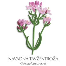 Tavžentroža zdravilni čaj