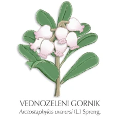 Gornik zdravilni čaj, 100 g