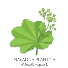 Hribja resa zdravilni čaj, 50 g