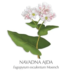 Ajda zdravilni čaj, 70 g