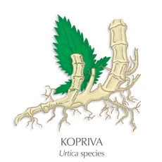 Koprivne korenine zdravilni čaj, 100 g